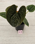 Anthurium Luxurians