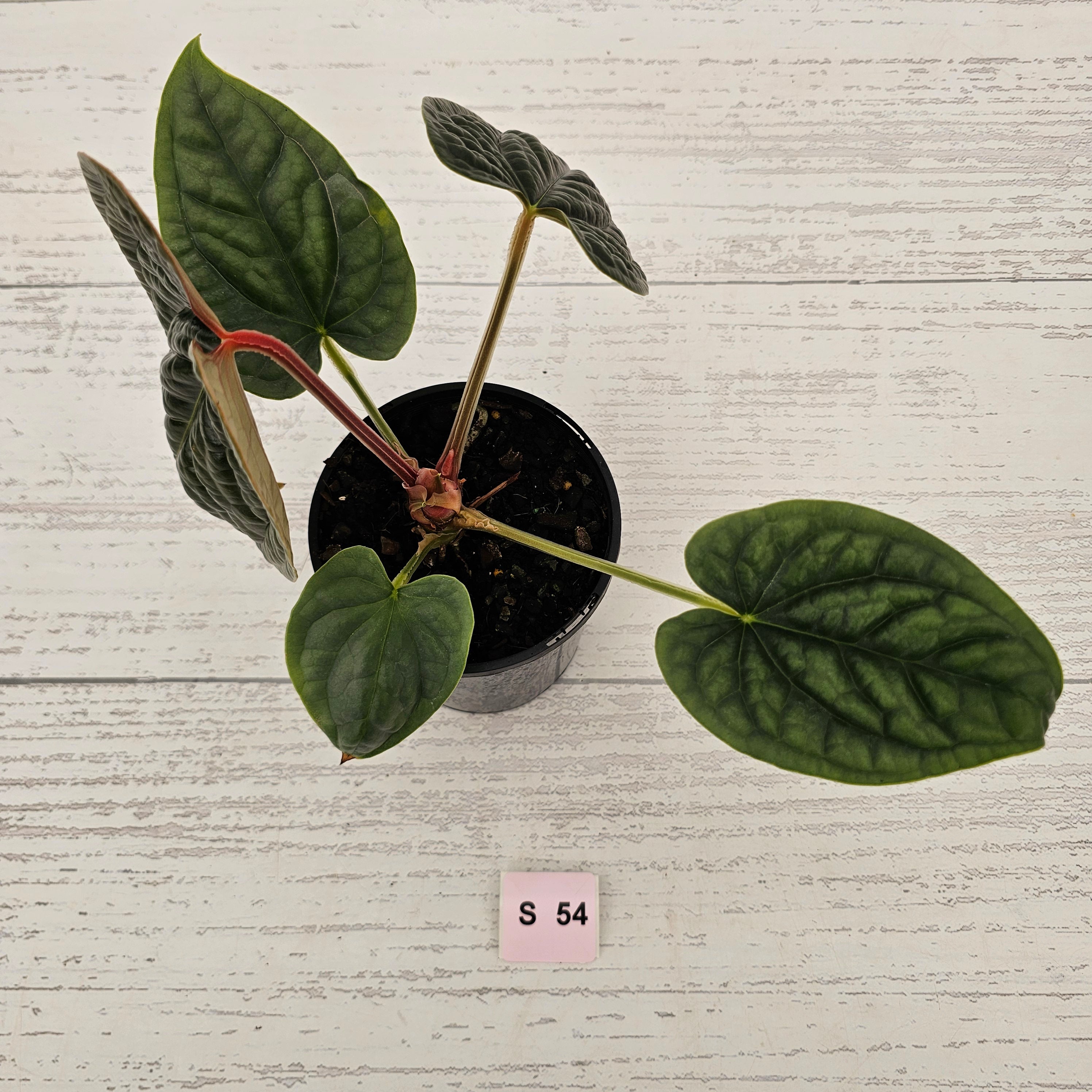 Anthurium Luxurians