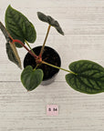 Anthurium Luxurians