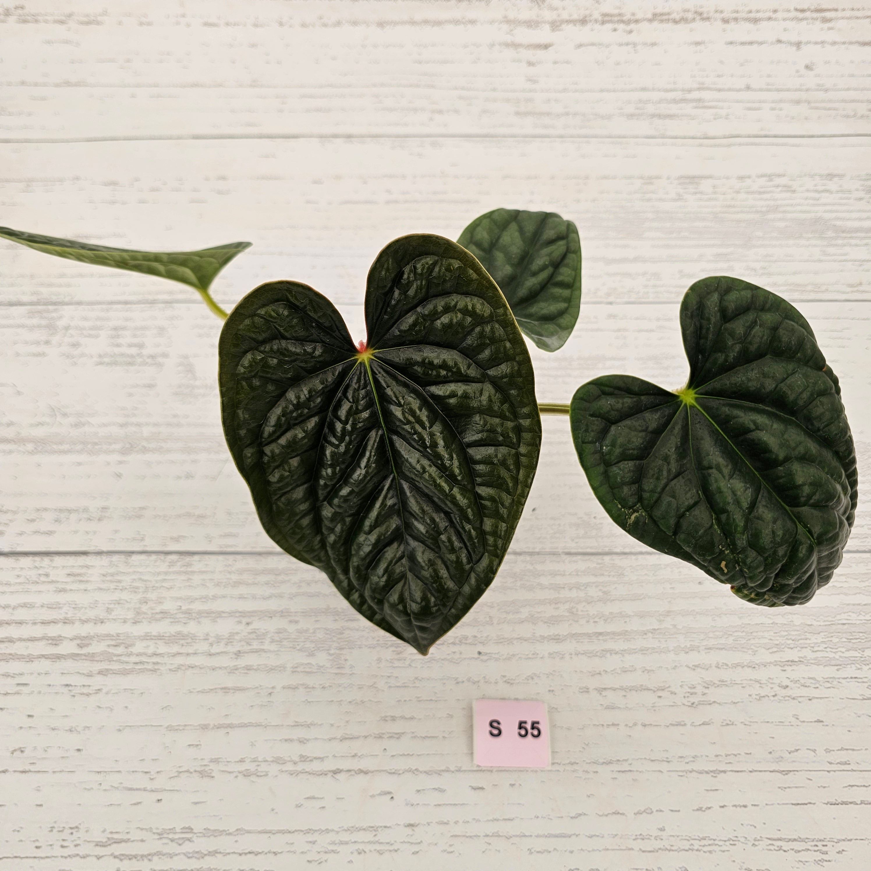 Anthurium Luxurians
