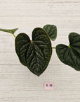 Anthurium Luxurians