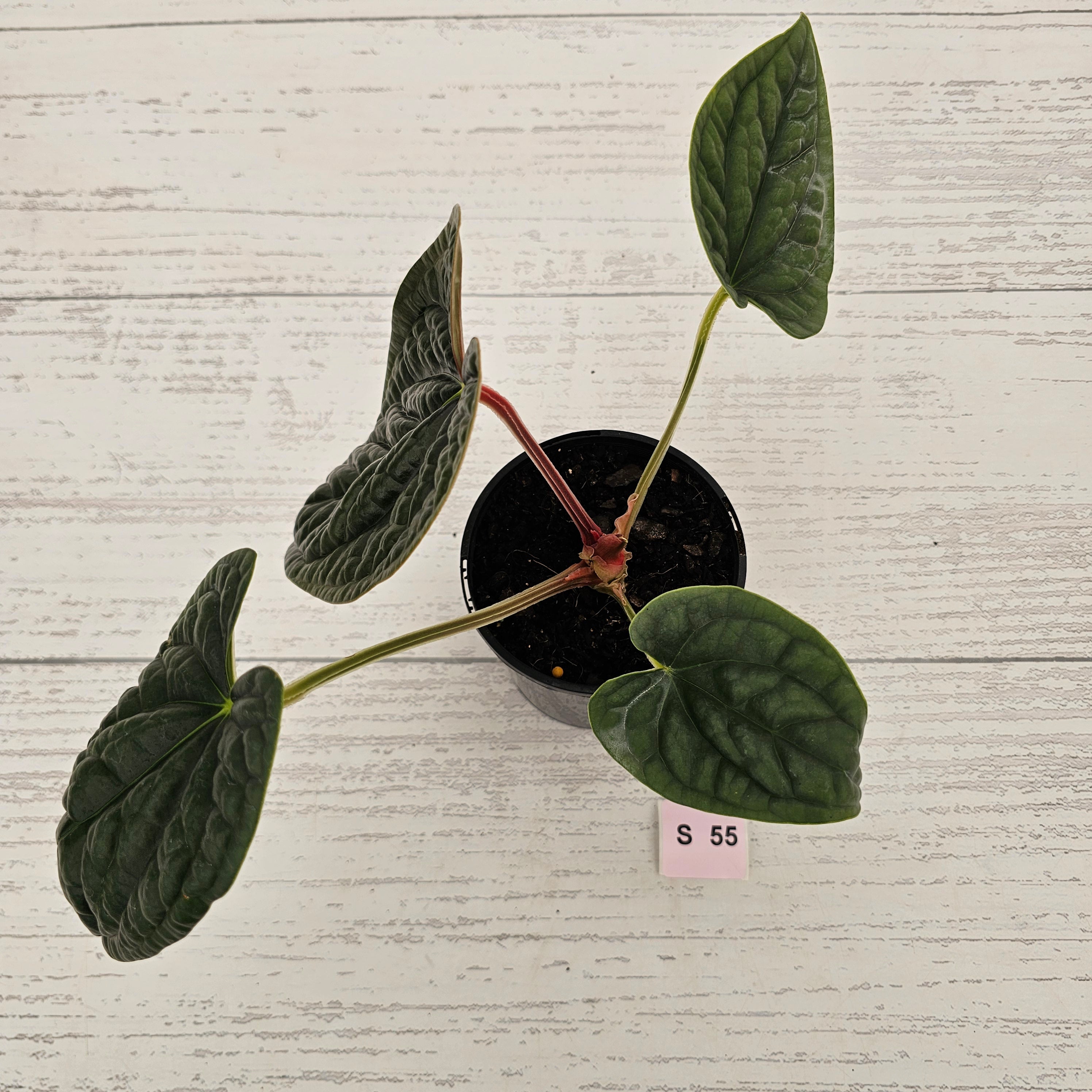 Anthurium Luxurians