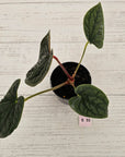 Anthurium Luxurians