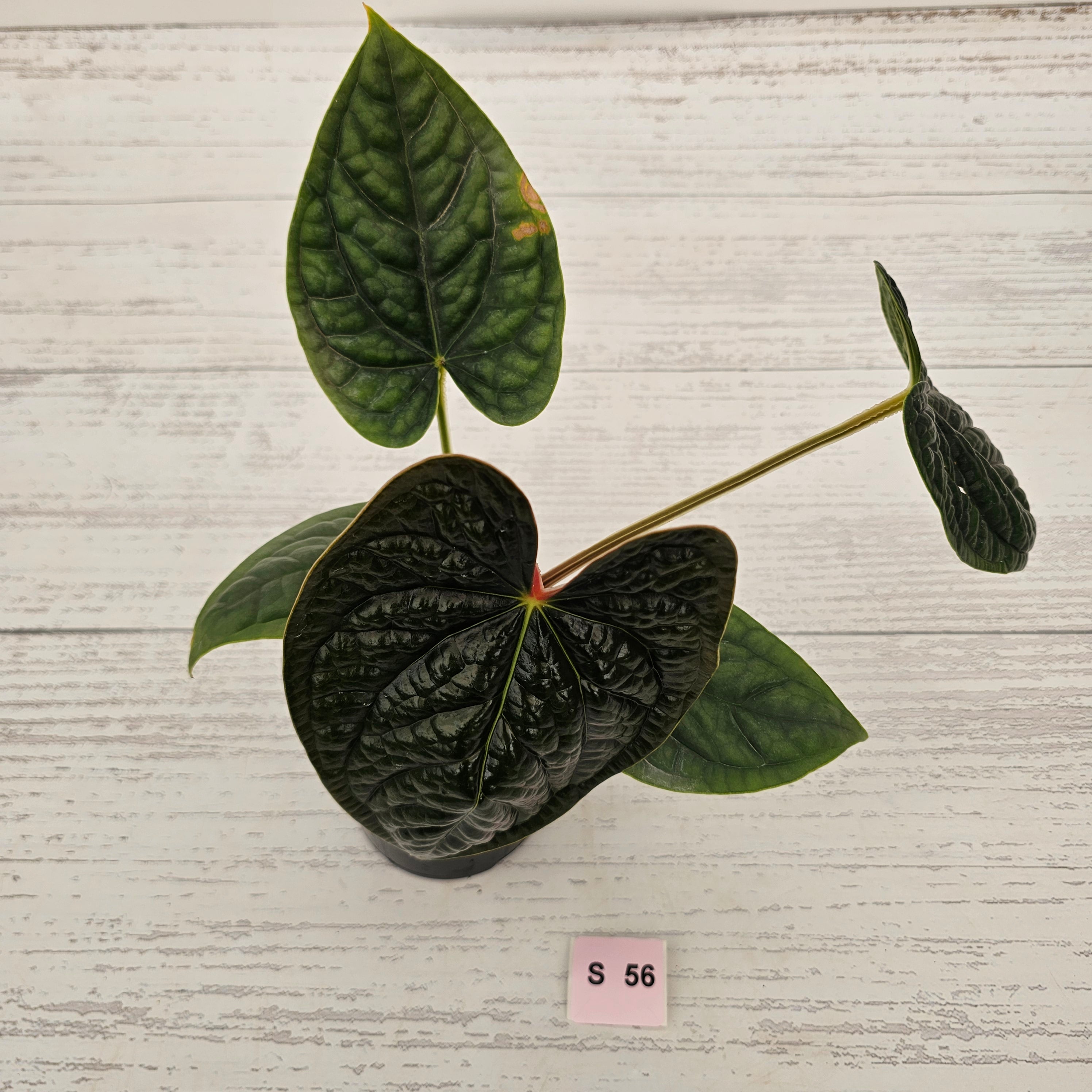 Anthurium Luxurians