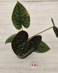 Anthurium Luxurians