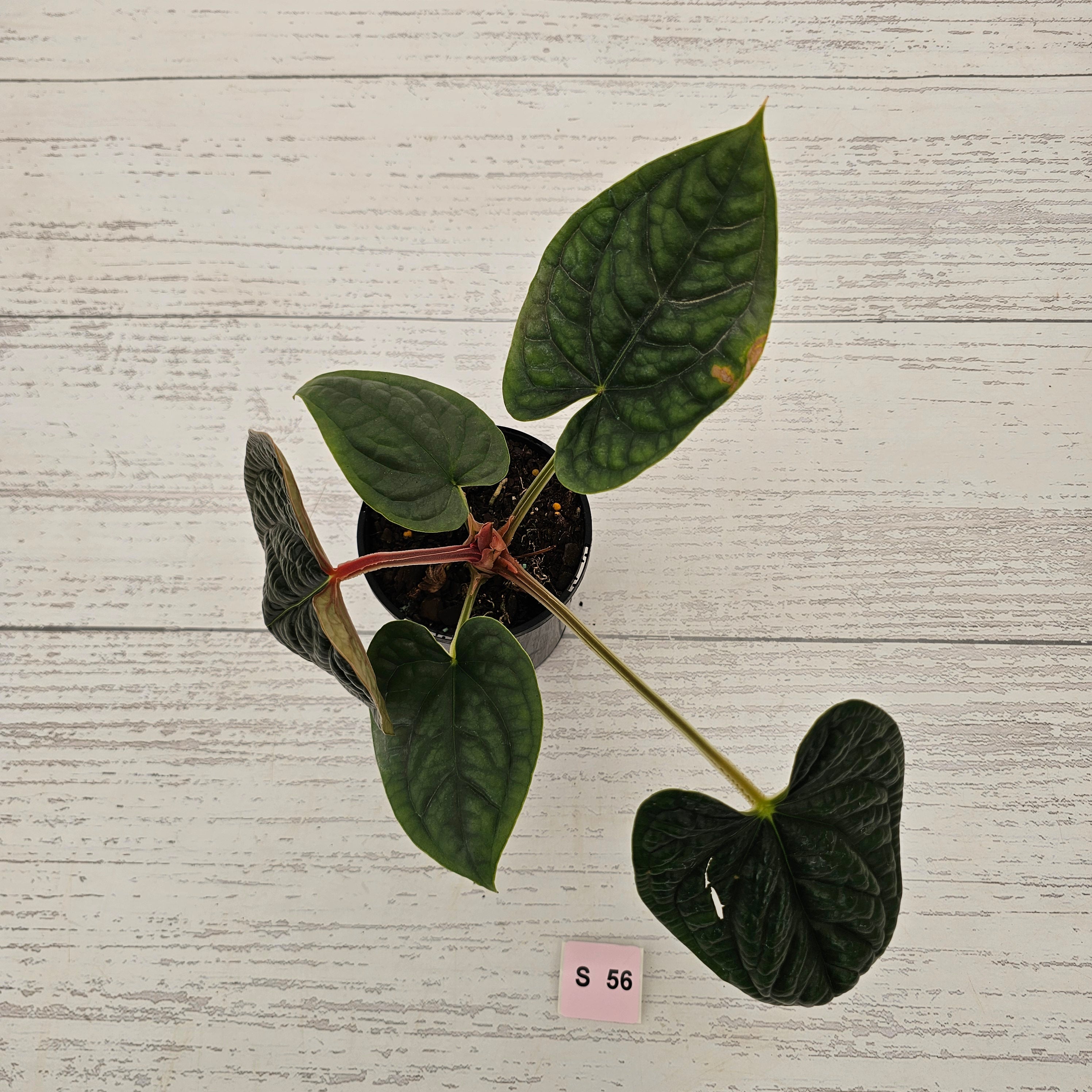 Anthurium Luxurians