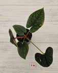 Anthurium Luxurians
