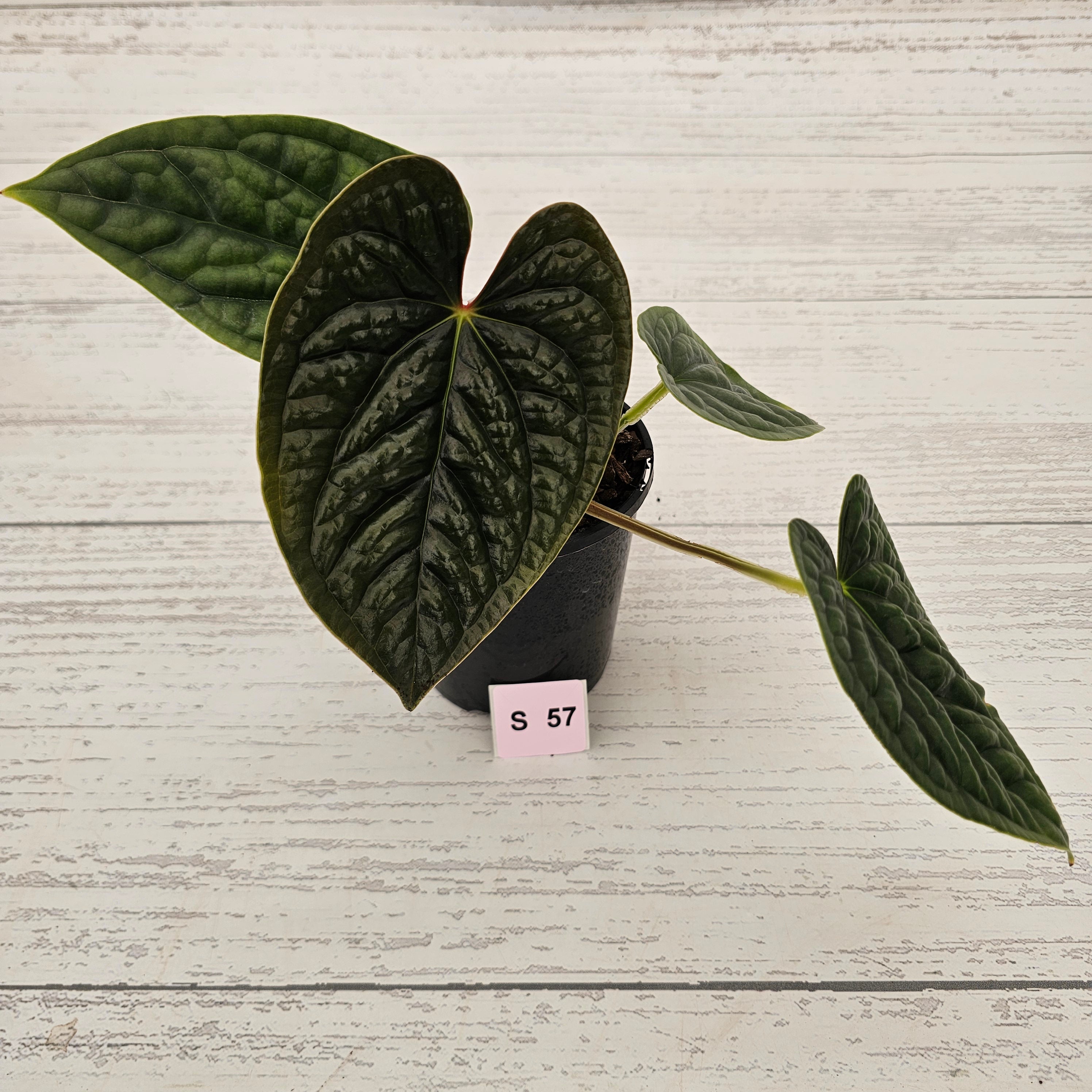 Anthurium Luxurians