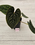 Anthurium Luxurians