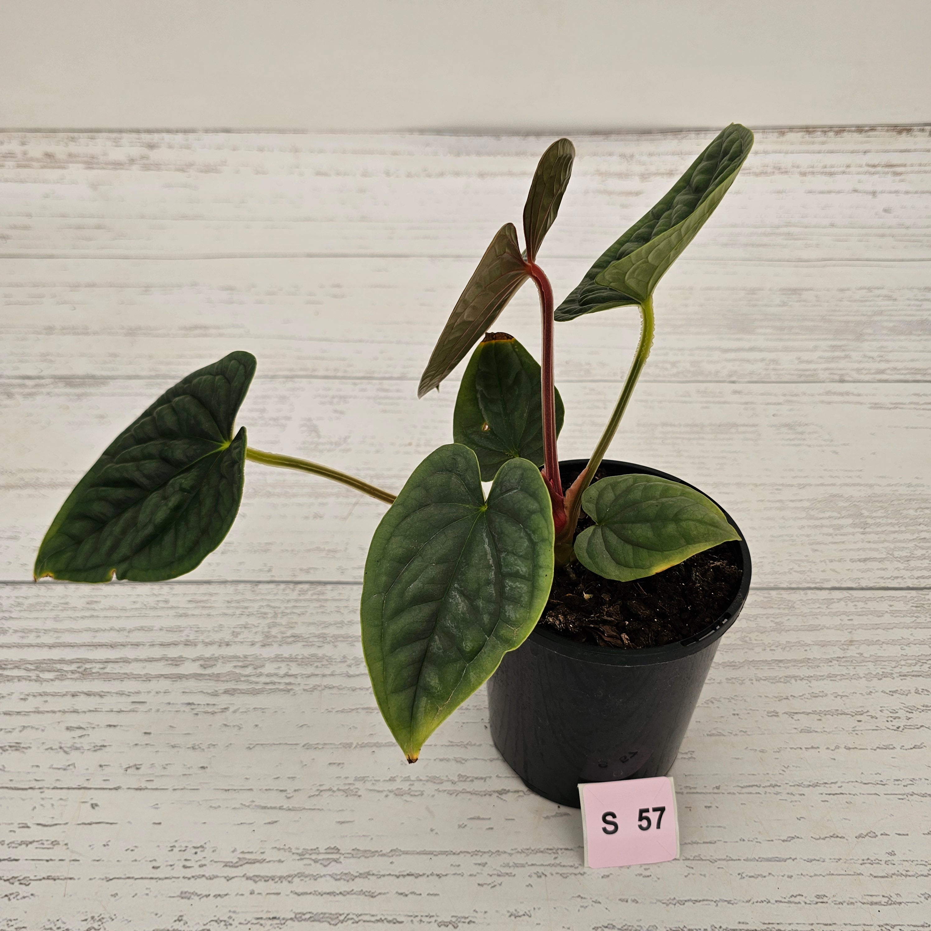 Anthurium Luxurians