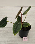 Anthurium Luxurians