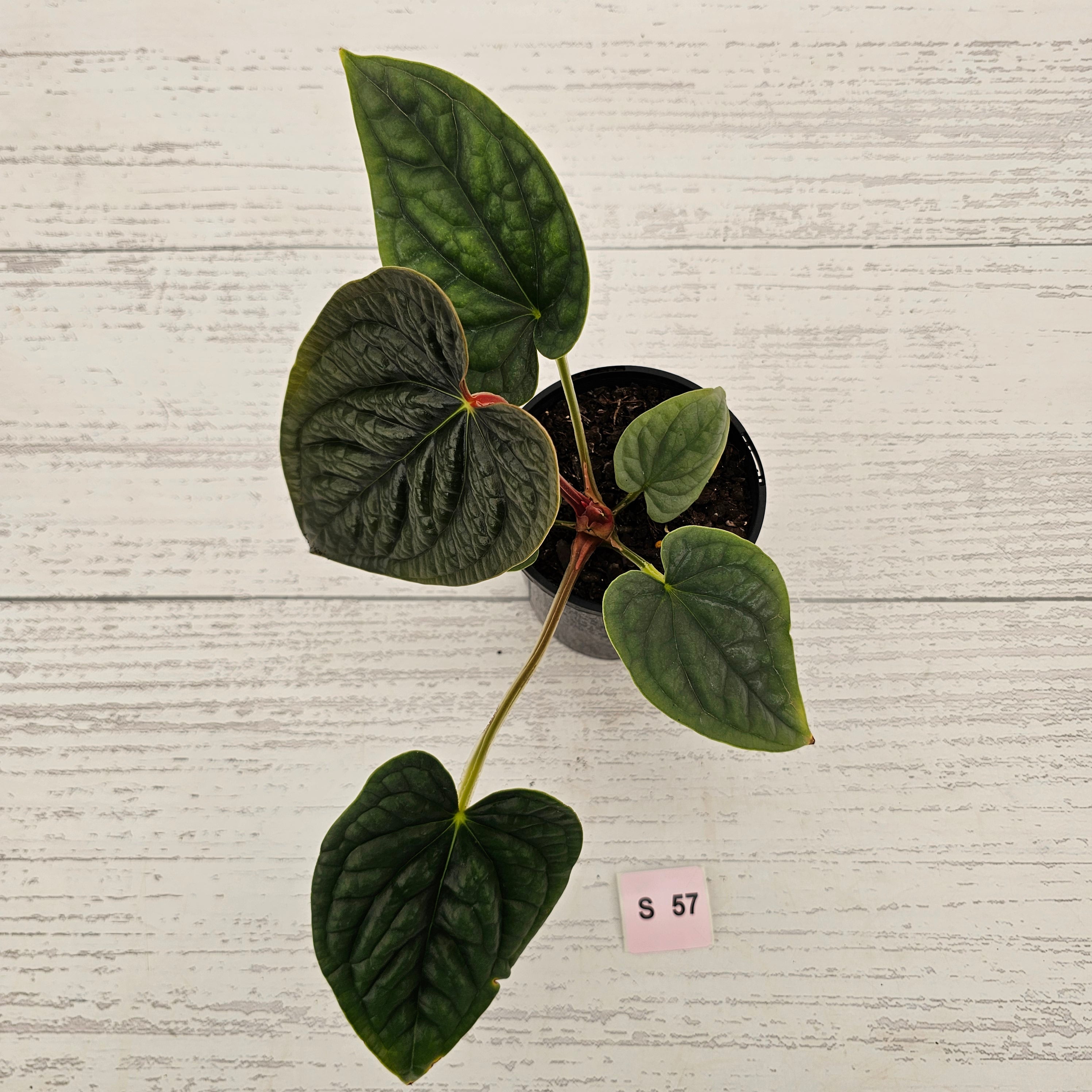Anthurium Luxurians