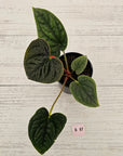 Anthurium Luxurians