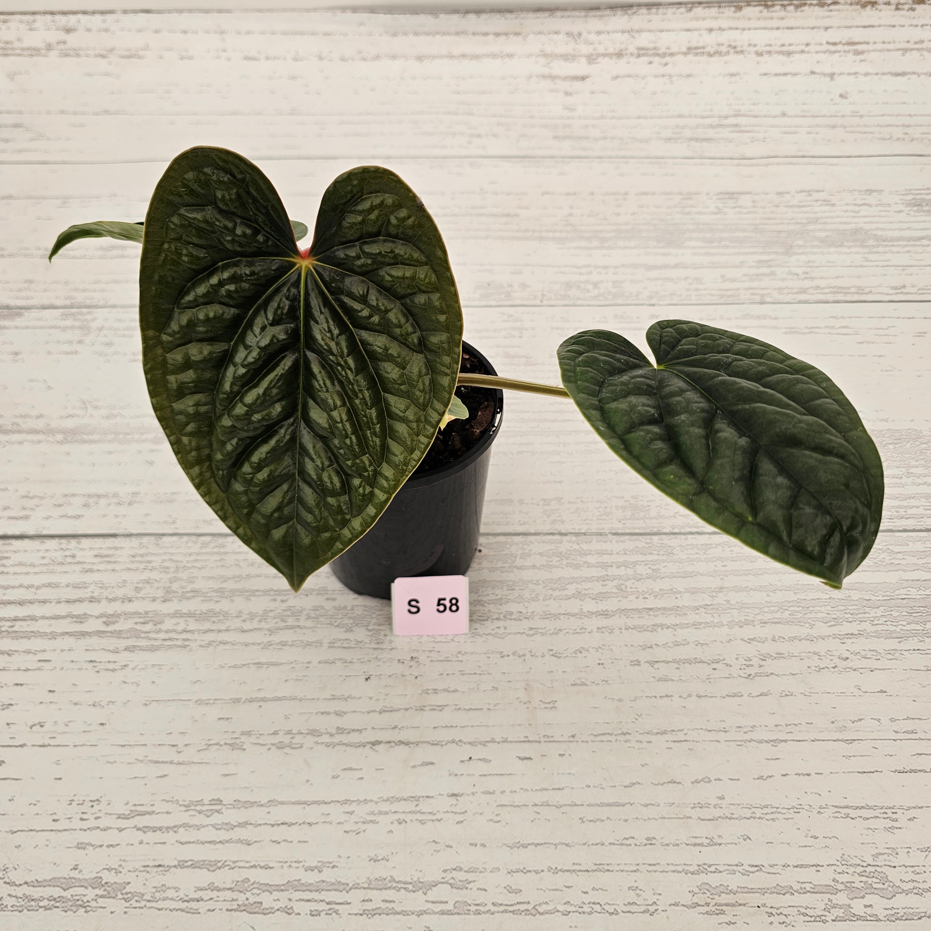 Anthurium Luxurians