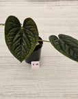 Anthurium Luxurians