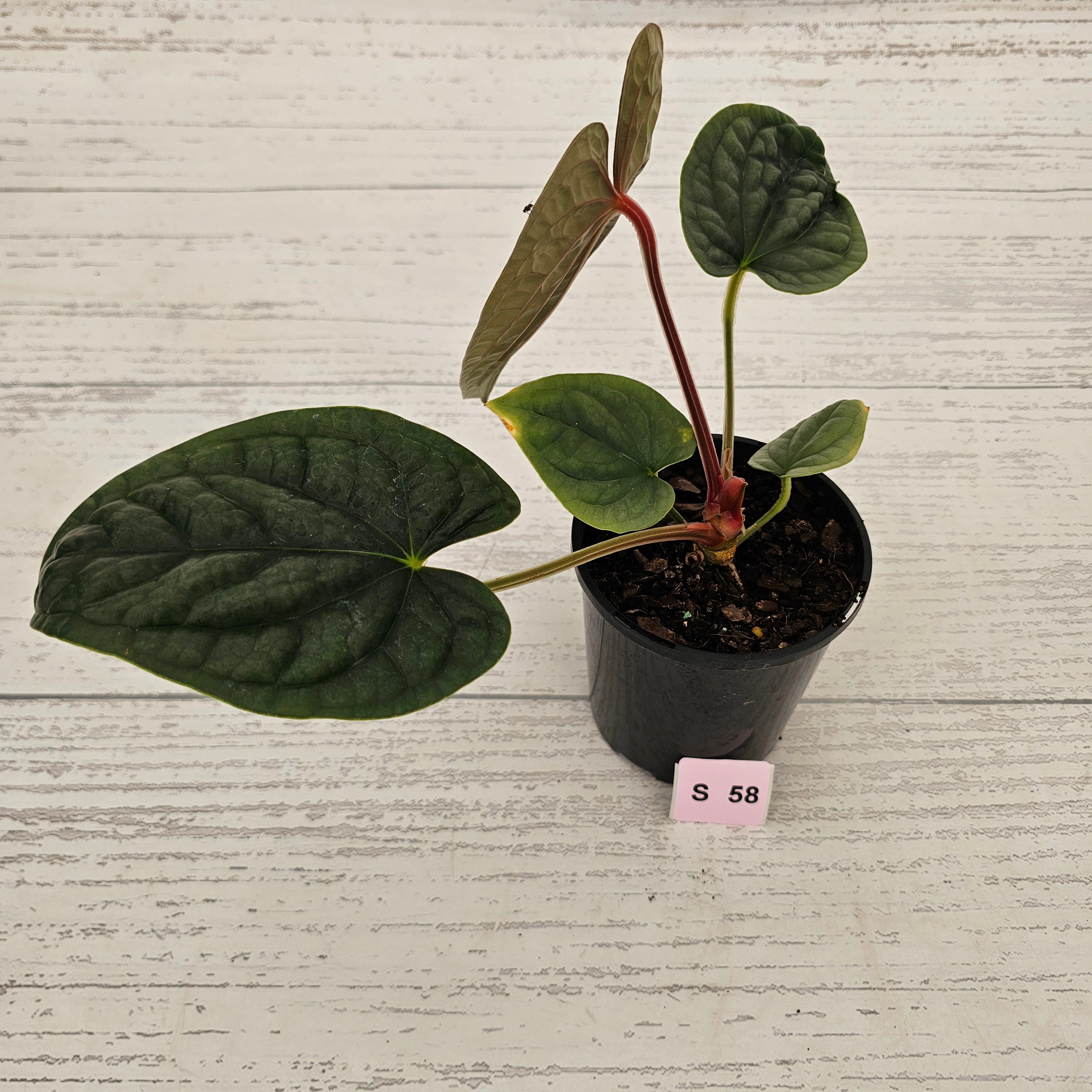 Anthurium Luxurians