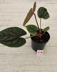 Anthurium Luxurians