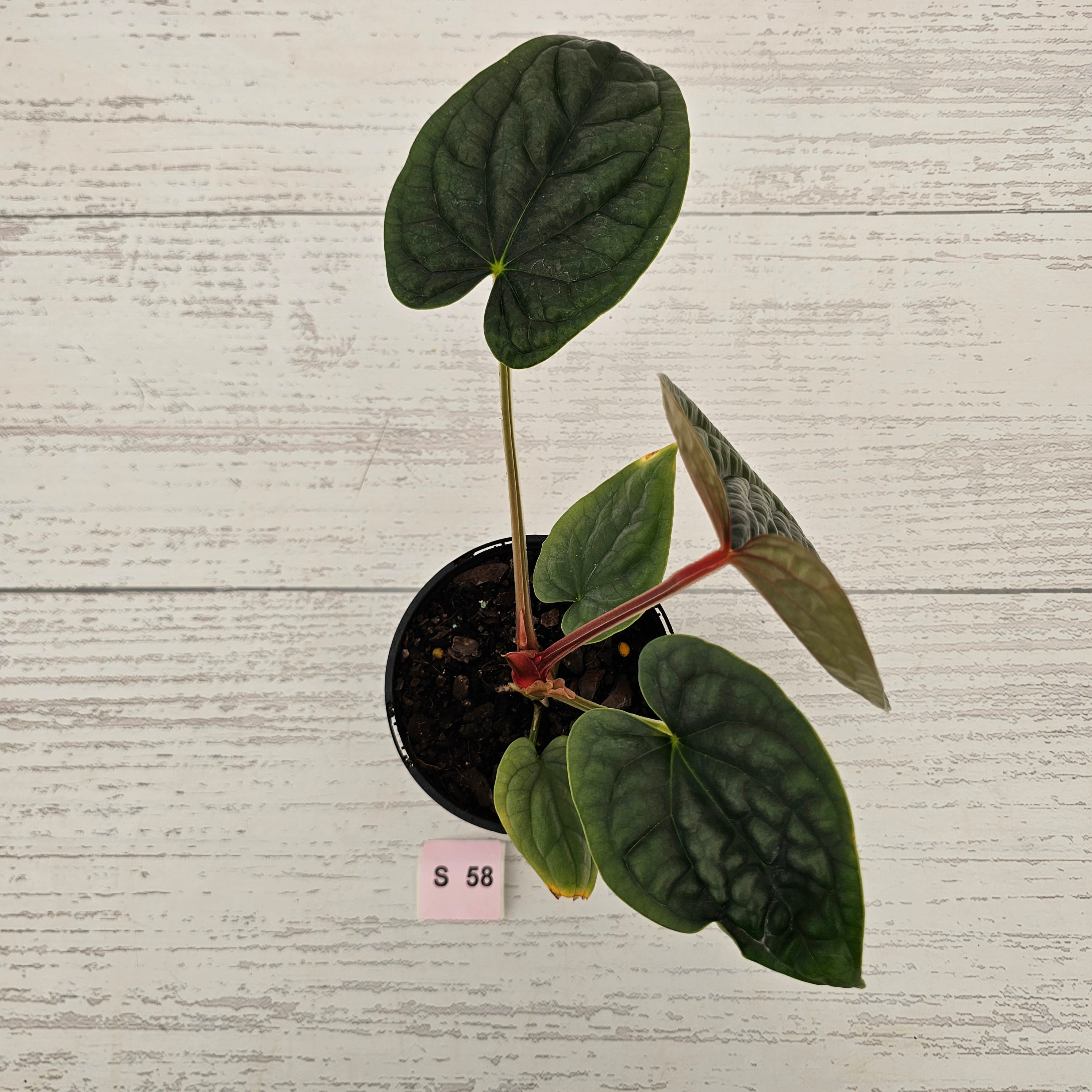 Anthurium Luxurians