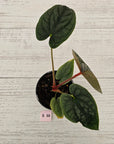Anthurium Luxurians