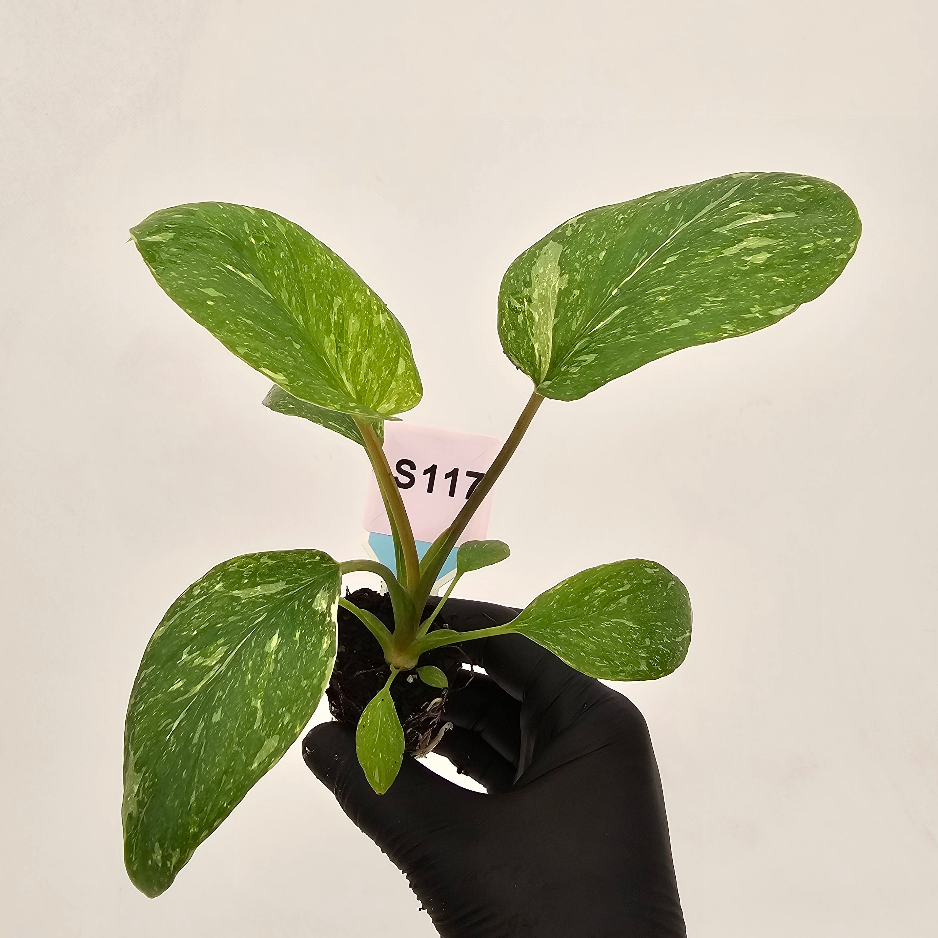Homalomena rubescens Variegata ' White Spots' - Bare Bottom Baby