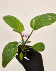 Homalomena rubescens Variegata ' White Spots' - Bare Bottom Baby