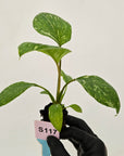 Homalomena rubescens Variegata ' White Spots' - Bare Bottom Baby