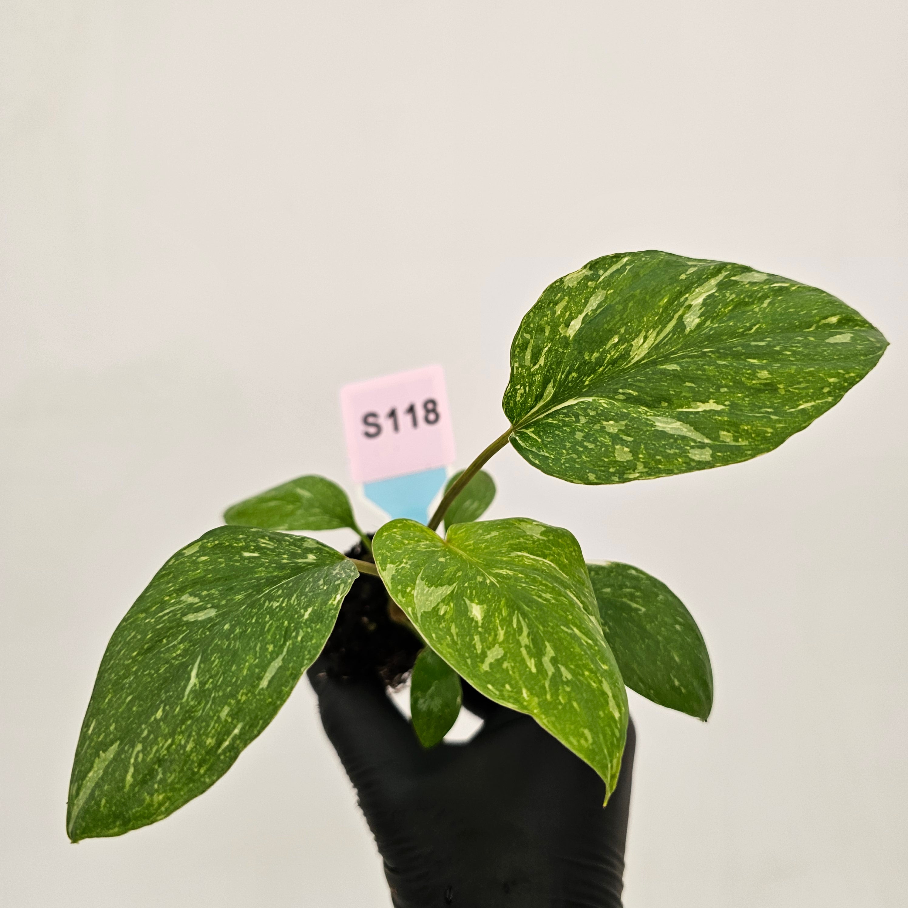 Homalomena rubescens Variegata ' White Spots' - Bare Bottom Baby