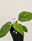 Homalomena rubescens Variegata ' White Spots' - Bare Bottom Baby