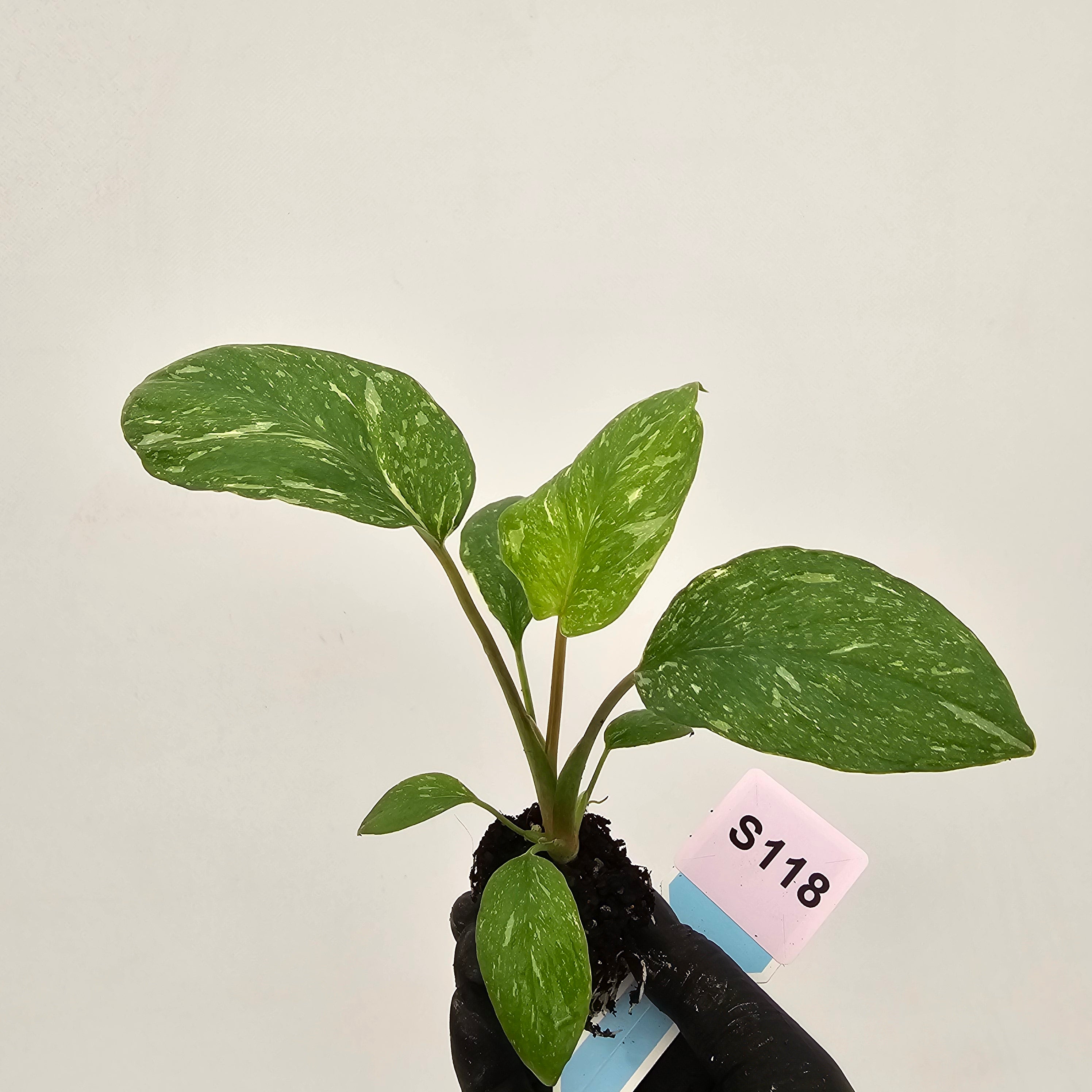 Homalomena rubescens Variegata ' White Spots' - Bare Bottom Baby