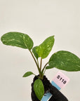 Homalomena rubescens Variegata ' White Spots' - Bare Bottom Baby