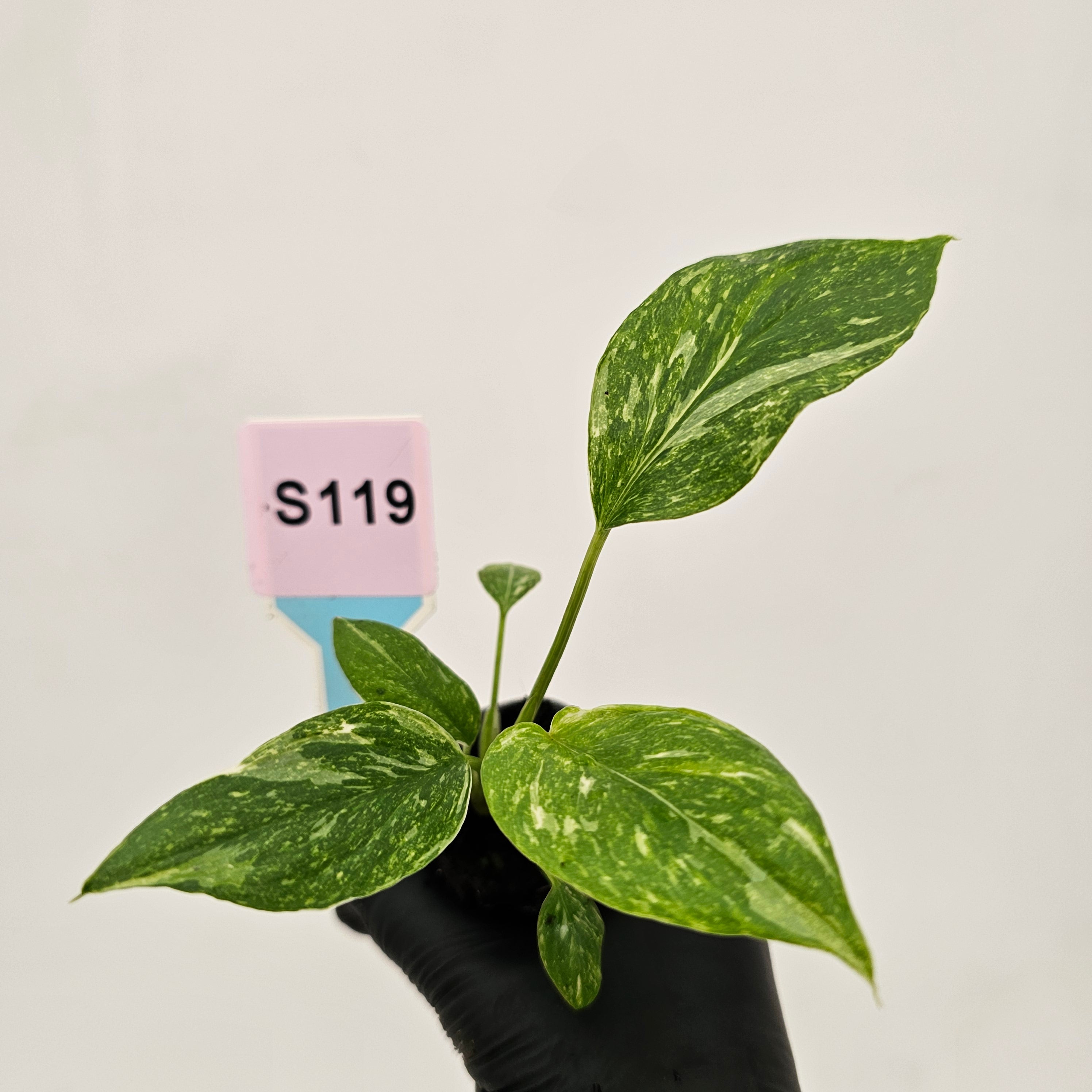 Homalomena rubescens Variegata ' White Spots' - Bare Bottom Baby