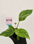 Homalomena rubescens Variegata ' White Spots' - Bare Bottom Baby