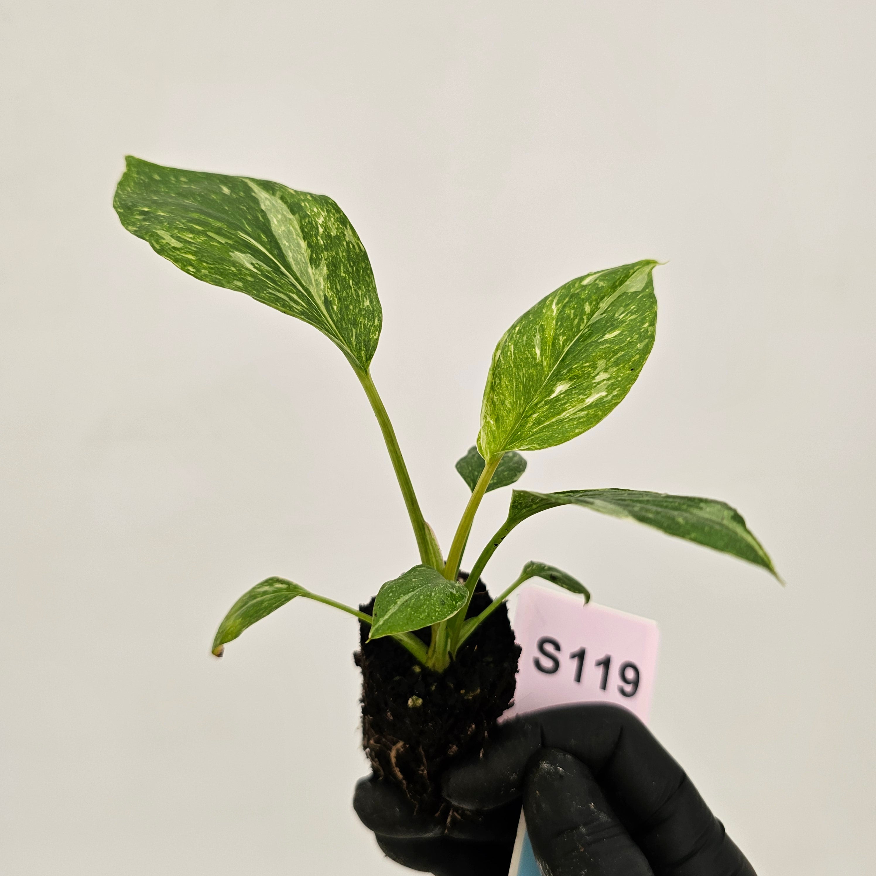 Homalomena rubescens Variegata ' White Spots' - Bare Bottom Baby
