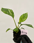 Homalomena rubescens Variegata ' White Spots' - Bare Bottom Baby