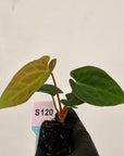 Anthurium 'Black Magic'  - Bare Bottom Baby