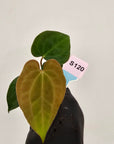 Anthurium 'Black Magic'  - Bare Bottom Baby