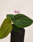 Anthurium 'Black Magic'  - Bare Bottom Baby