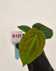 Anthurium 'Black Magic'  - Bare Bottom Baby