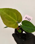 Anthurium 'Black Magic'  - Bare Bottom Baby