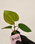 Anthurium 'Black Magic'  - Bare Bottom Baby