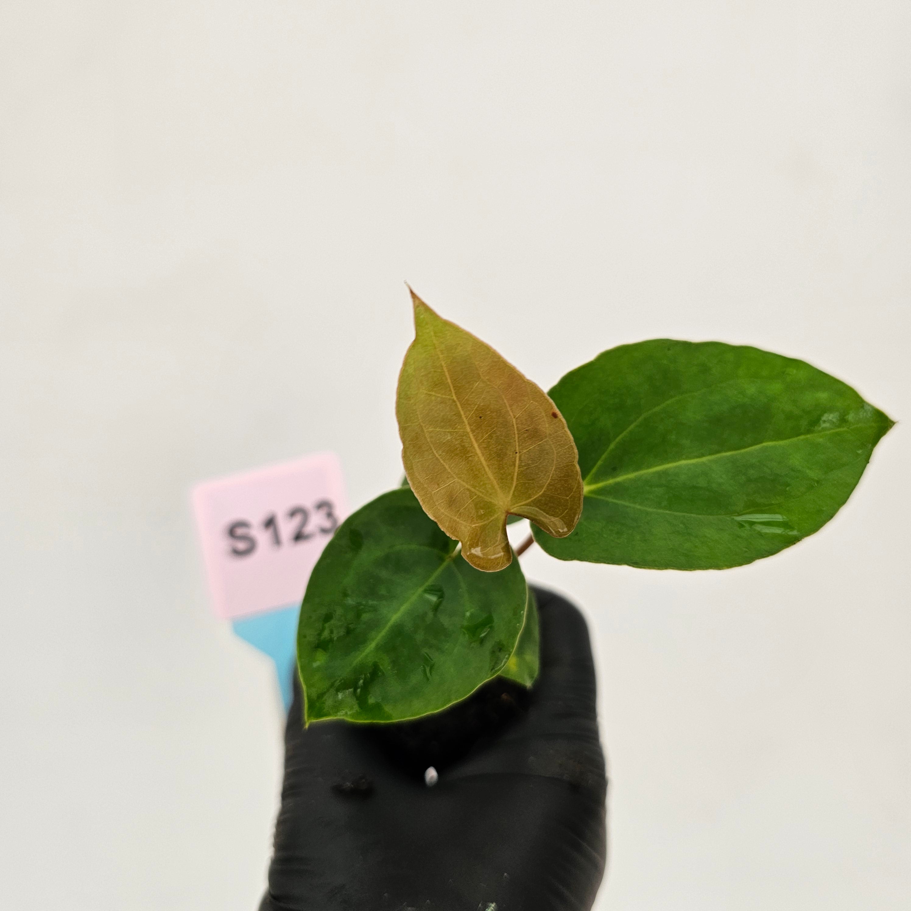 Anthurium 'Black Magic'  - Bare Bottom Baby