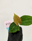 Anthurium 'Black Magic'  - Bare Bottom Baby