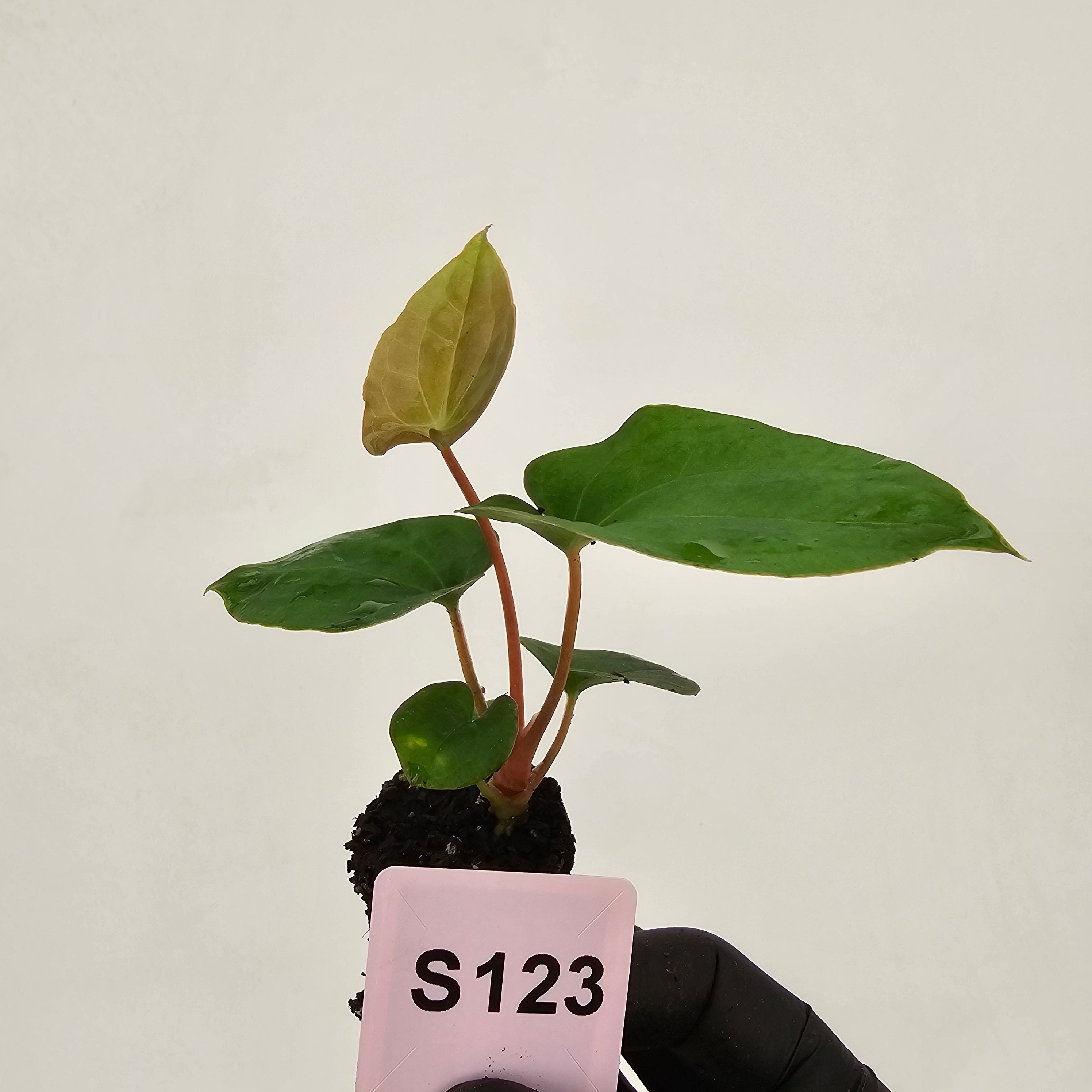 Anthurium 'Black Magic'  - Bare Bottom Baby