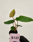 Anthurium 'Black Magic'  - Bare Bottom Baby