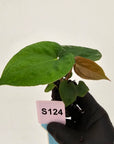 Anthurium 'Black Magic'  - Bare Bottom Baby