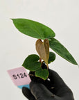 Anthurium 'Black Magic'  - Bare Bottom Baby