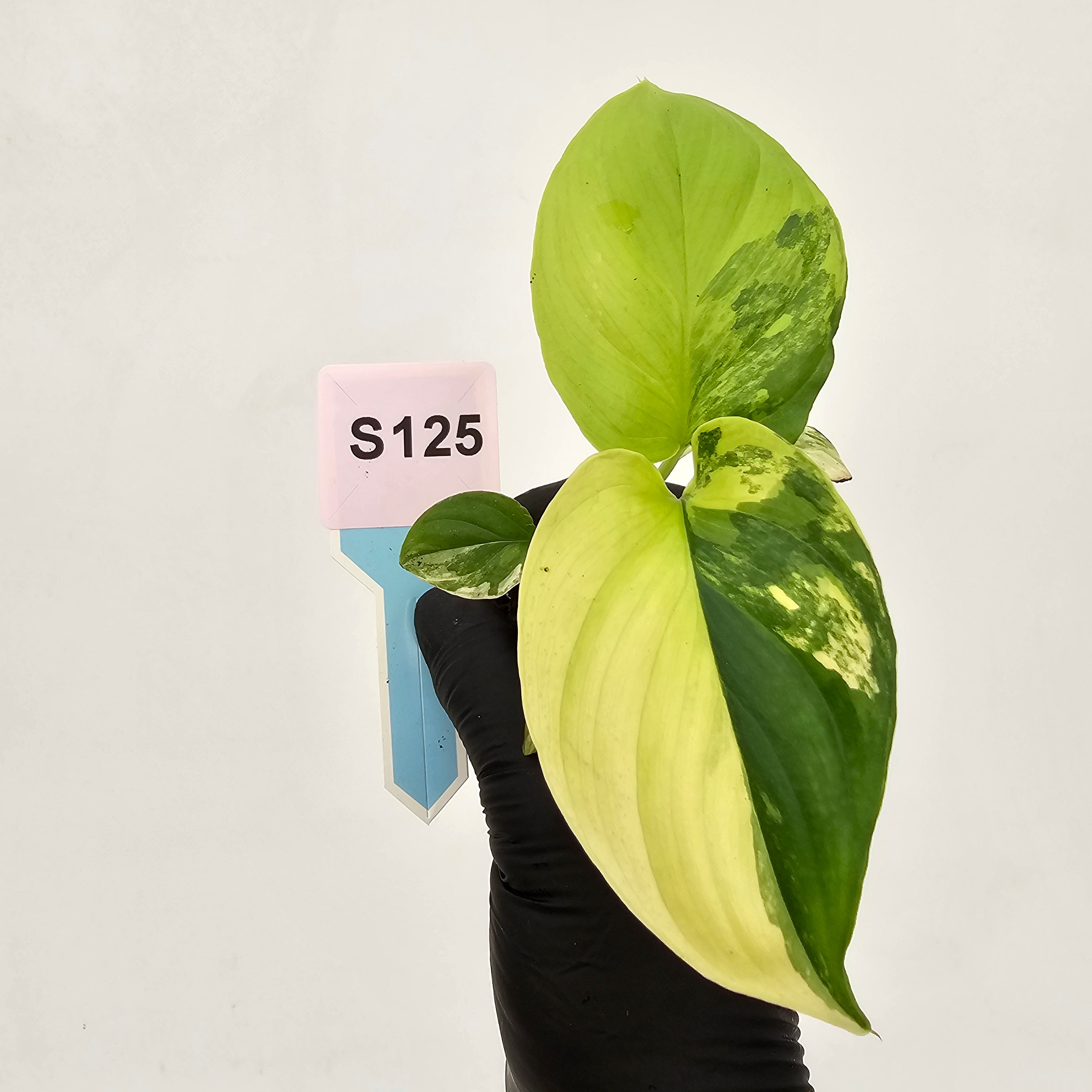 Homalomena rubescens Variegata - Bare Bottom Baby