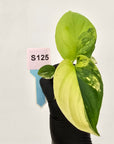 Homalomena rubescens Variegata - Bare Bottom Baby