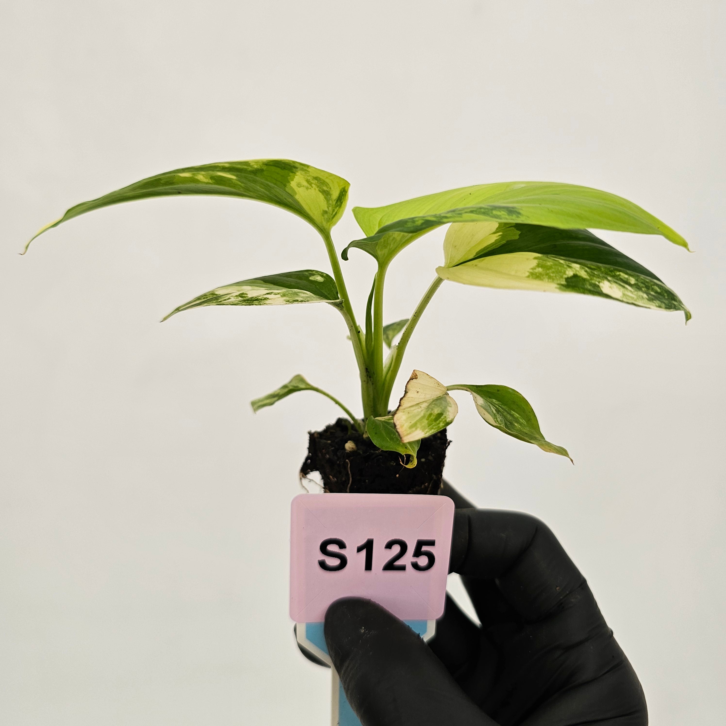 Homalomena rubescens Variegata - Bare Bottom Baby