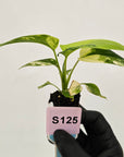 Homalomena rubescens Variegata - Bare Bottom Baby